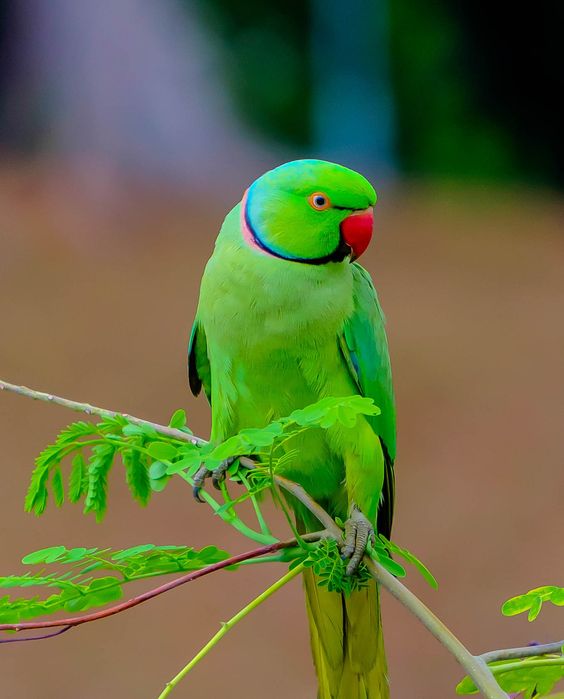 Parrot Pics, Animal Collection