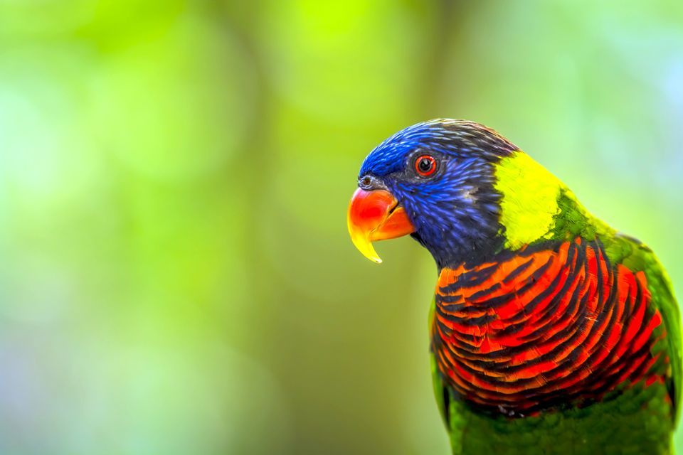 HQ Parrot Wallpapers | File 52.48Kb