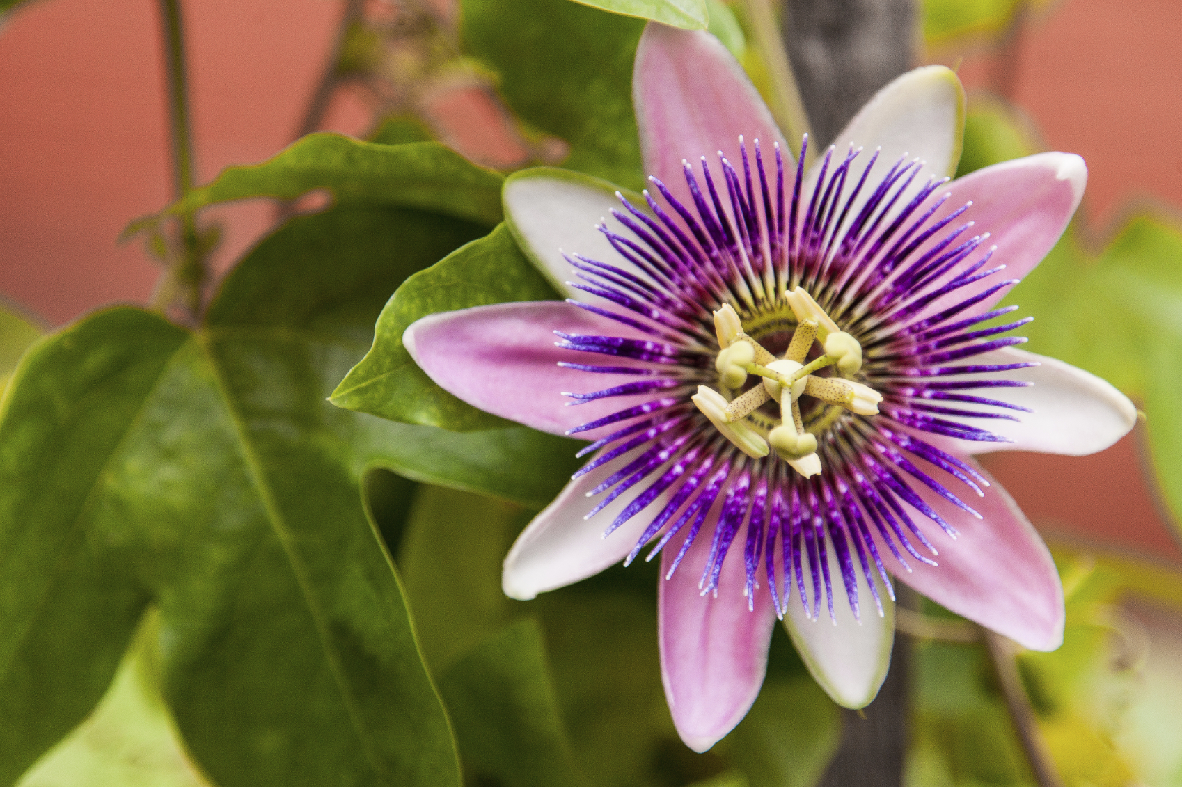 HD Quality Wallpaper | Collection: Earth, 1698x1131 Passion Flower