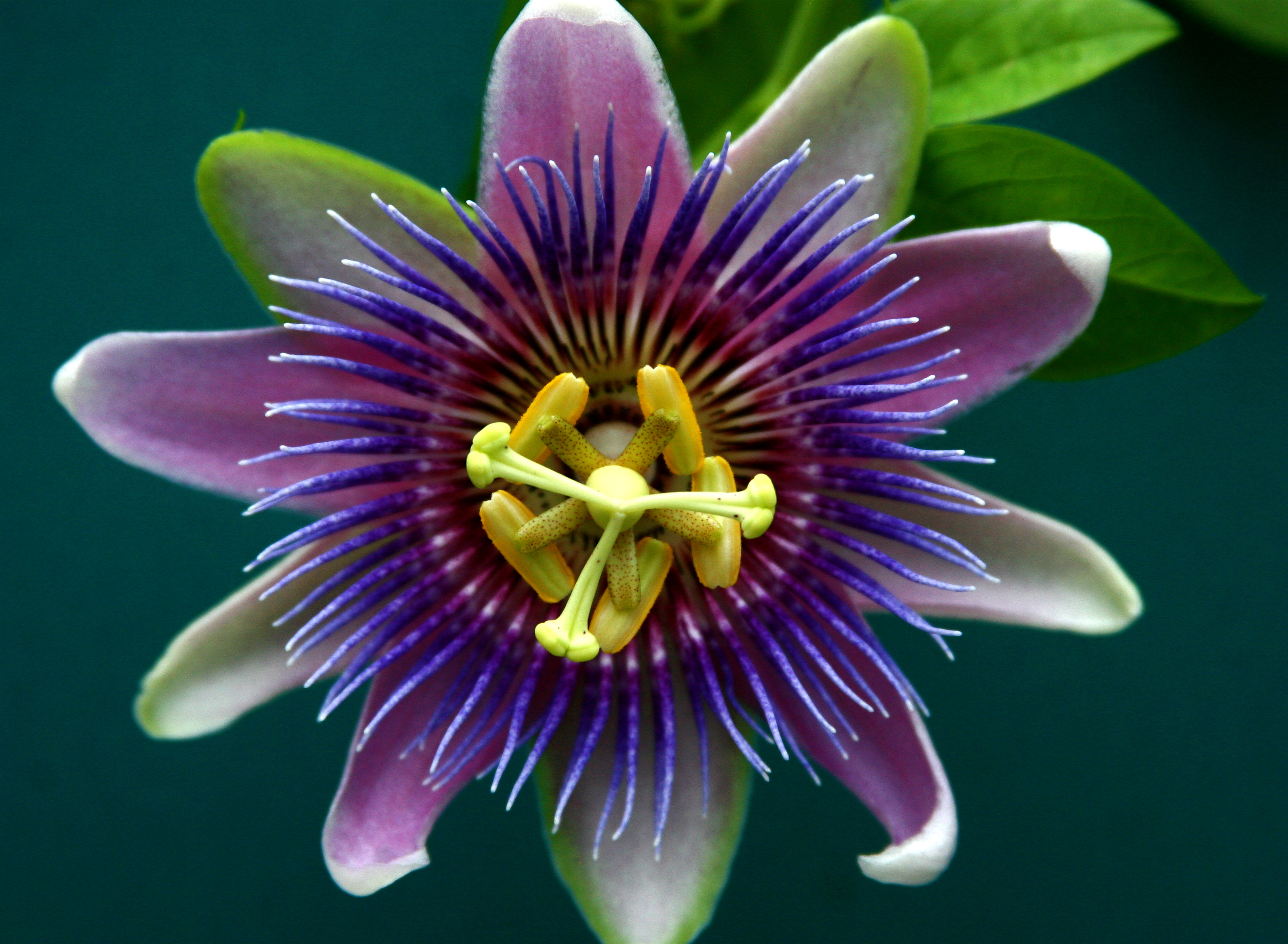 Passion Flower High Quality Background on Wallpapers Vista