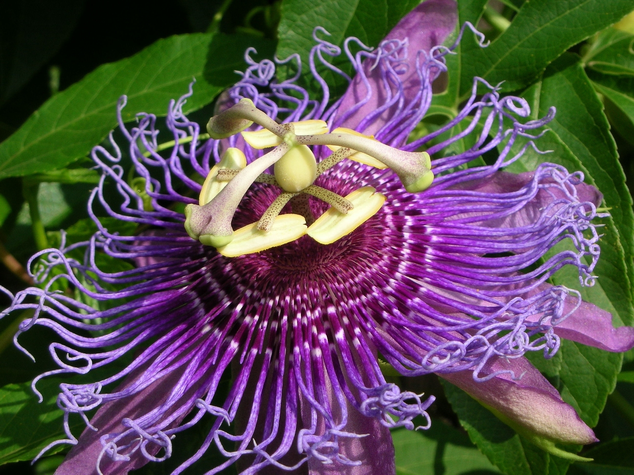Passion Flower Pics, Earth Collection