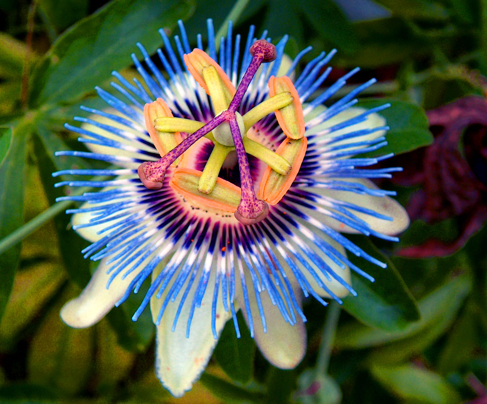 High Resolution Wallpaper | Passion Flower 1674x1390 px