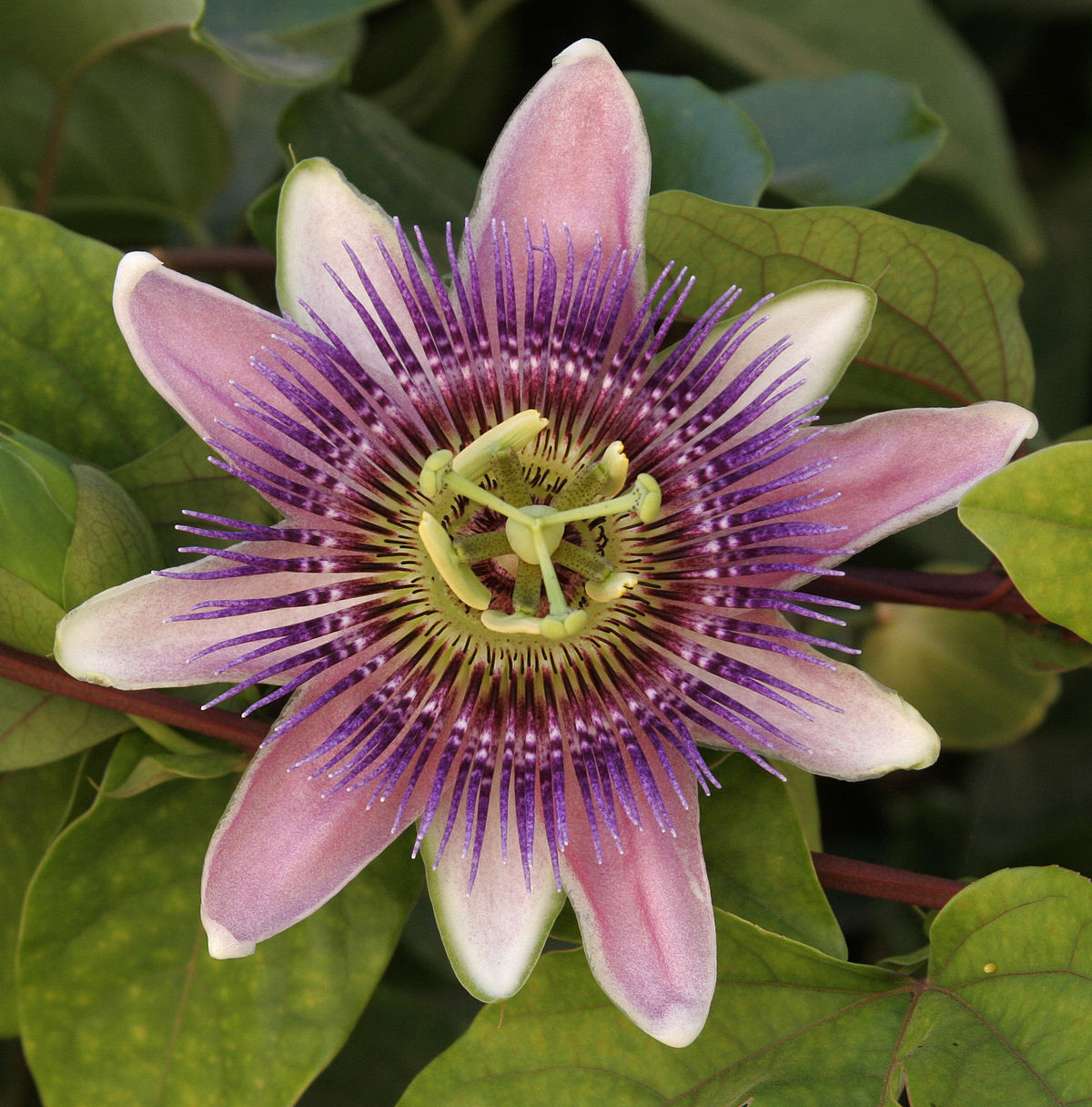 Nice wallpapers Passion Flower 1200x1216px