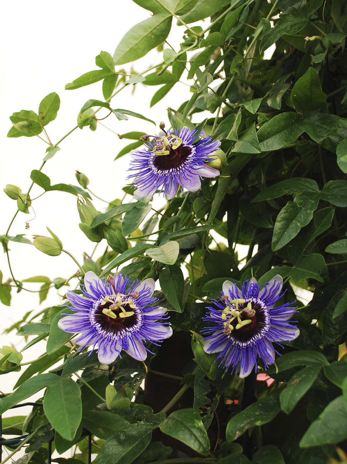 Amazing Passion Flower Pictures & Backgrounds