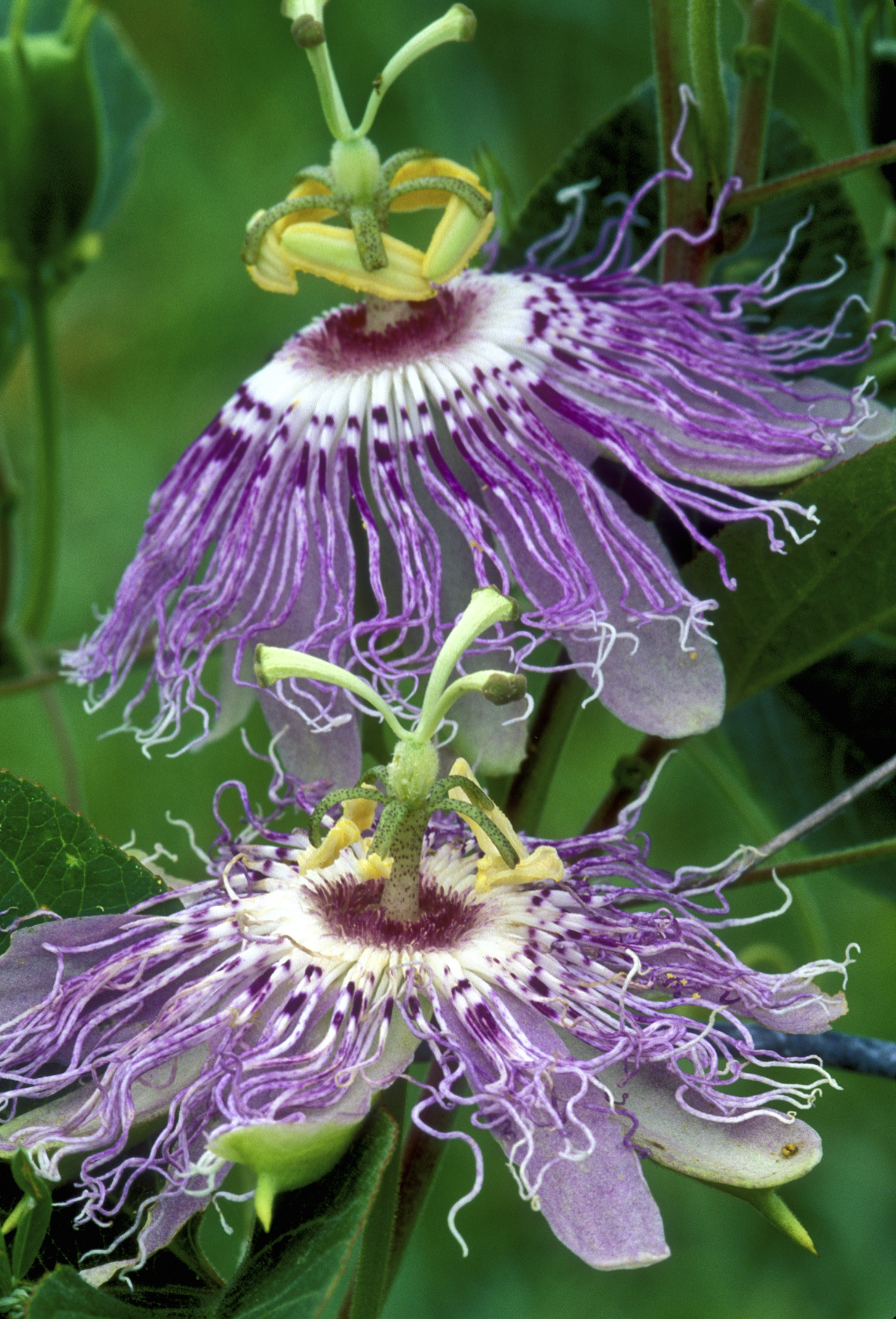 Images of Passion Flower | 1500x2208