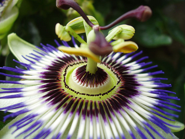 Passion Flower Backgrounds on Wallpapers Vista