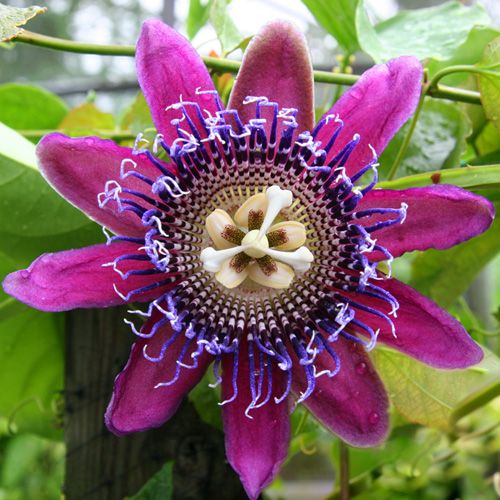 Images of Passion Flower | 500x500