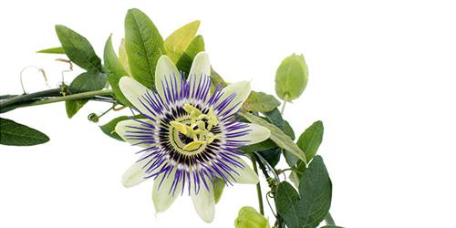 500x250 > Passion Flower Wallpapers