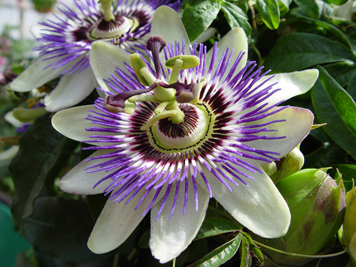 Images of Passion Flower | 500x375