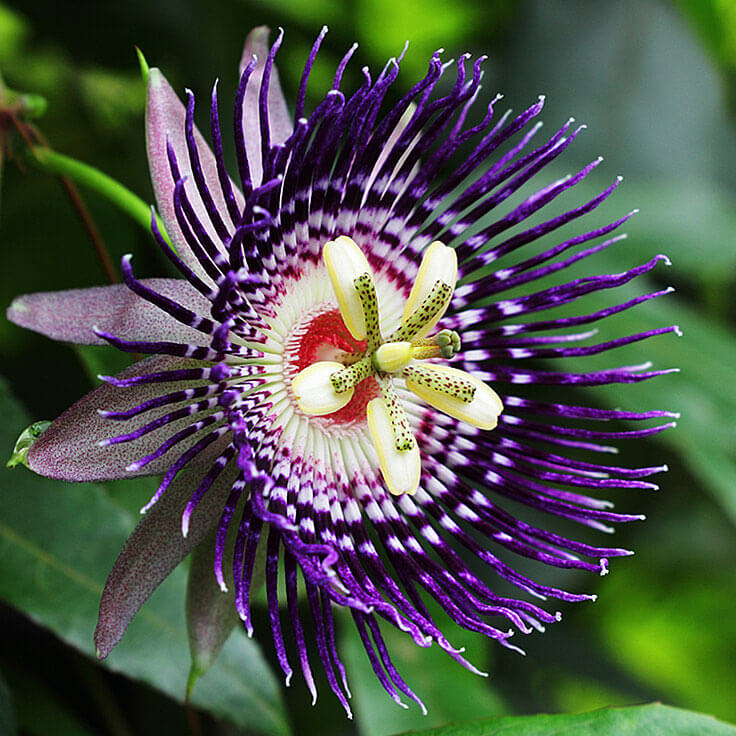 HD Quality Wallpaper | Collection: Earth, 736x736 Passion Flower