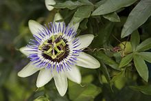 Nice Images Collection: Passion Flower Desktop Wallpapers