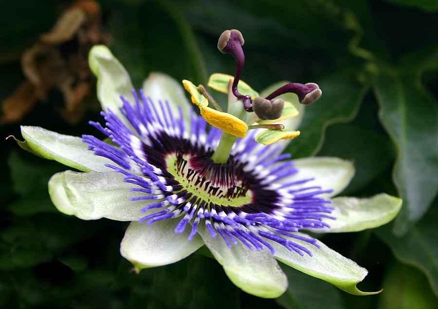 900x635 > Passion Flower Wallpapers