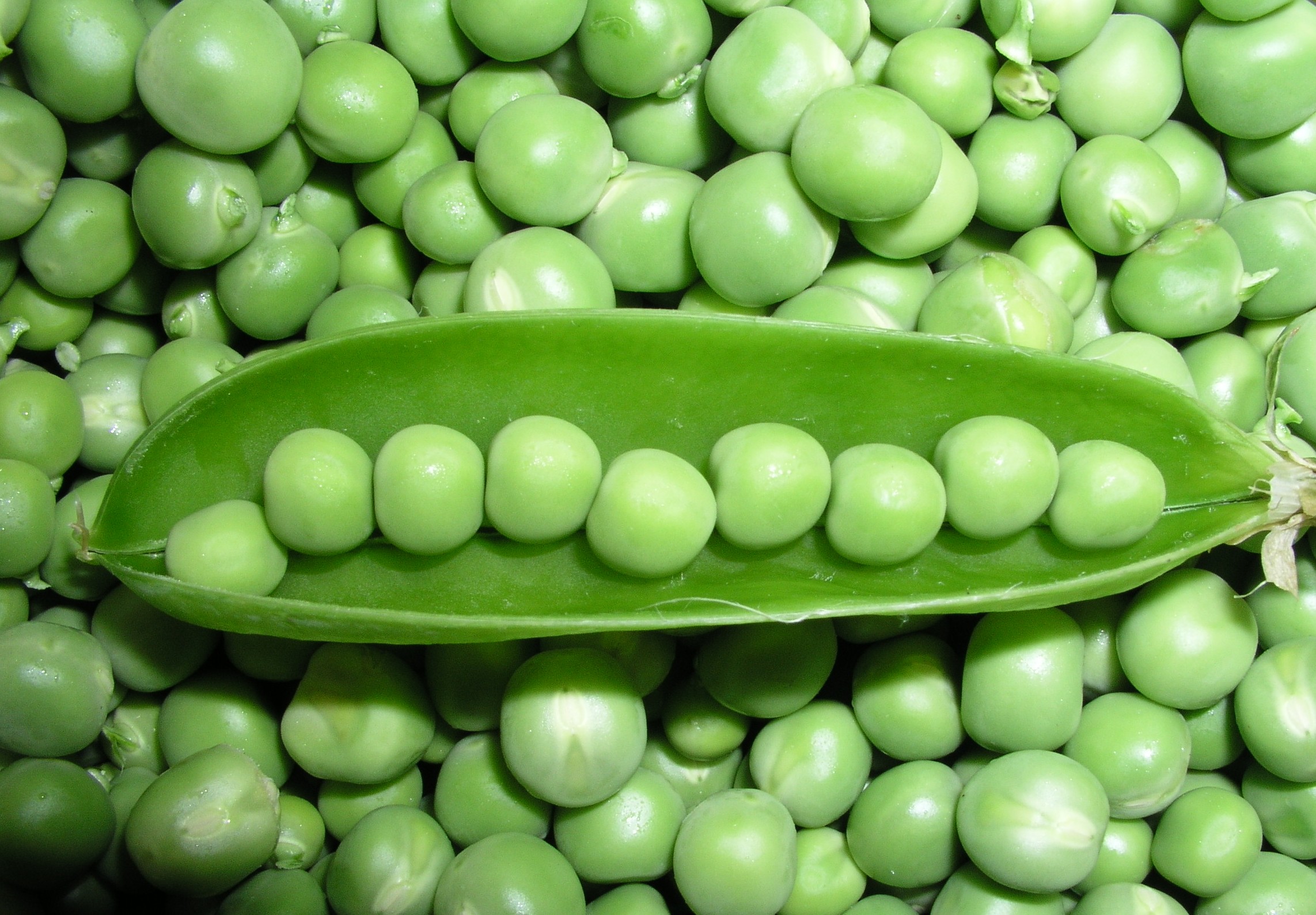 Pea Backgrounds on Wallpapers Vista