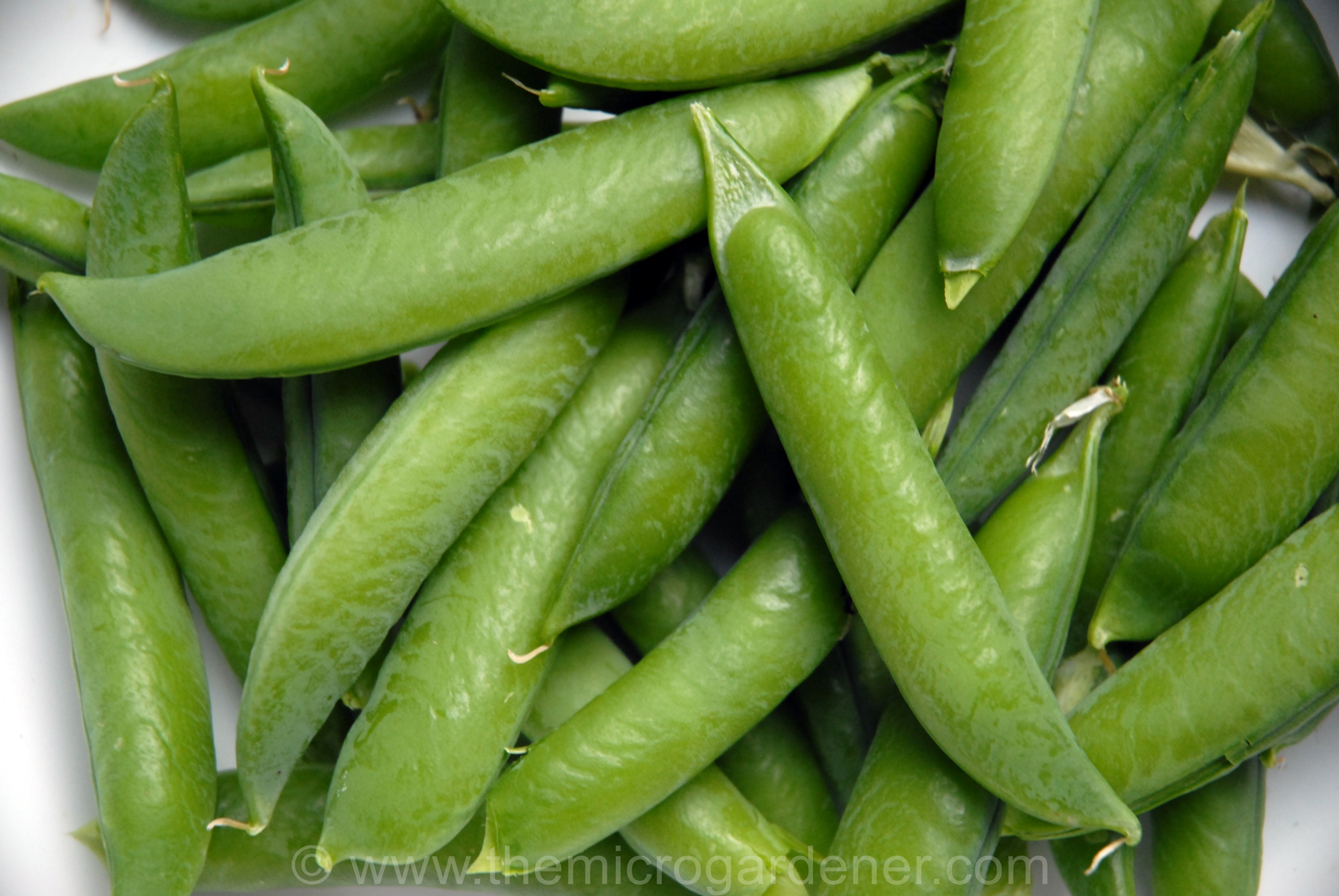 Pea Pics, Food Collection