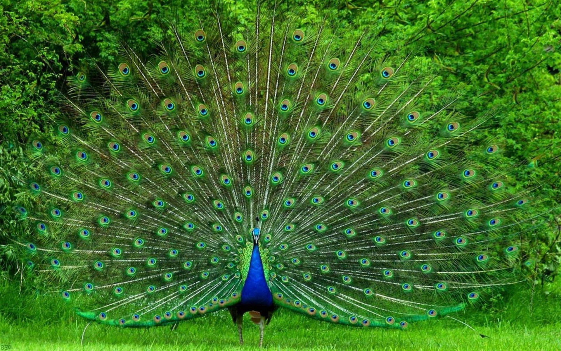 HD Quality Wallpaper | Collection: Animal, 1920x1200 Peacock