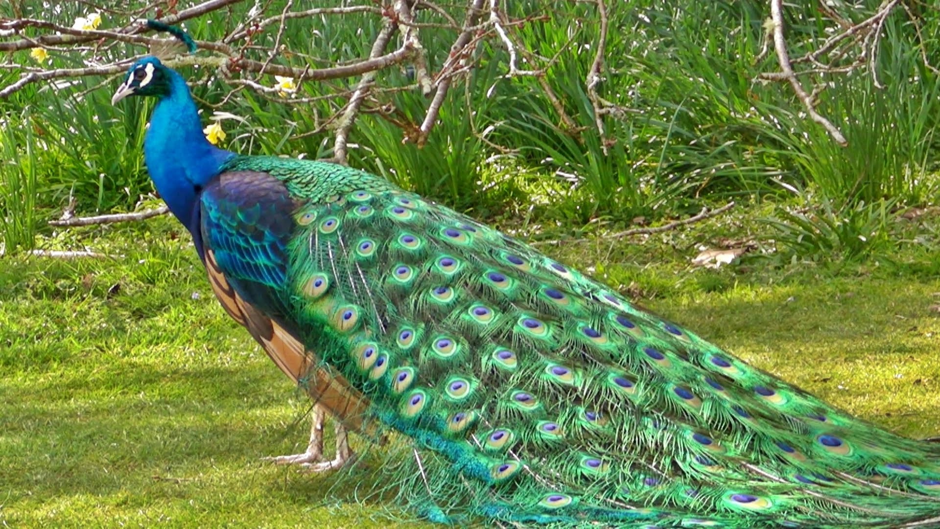 Nice wallpapers Peacock 1920x1080px
