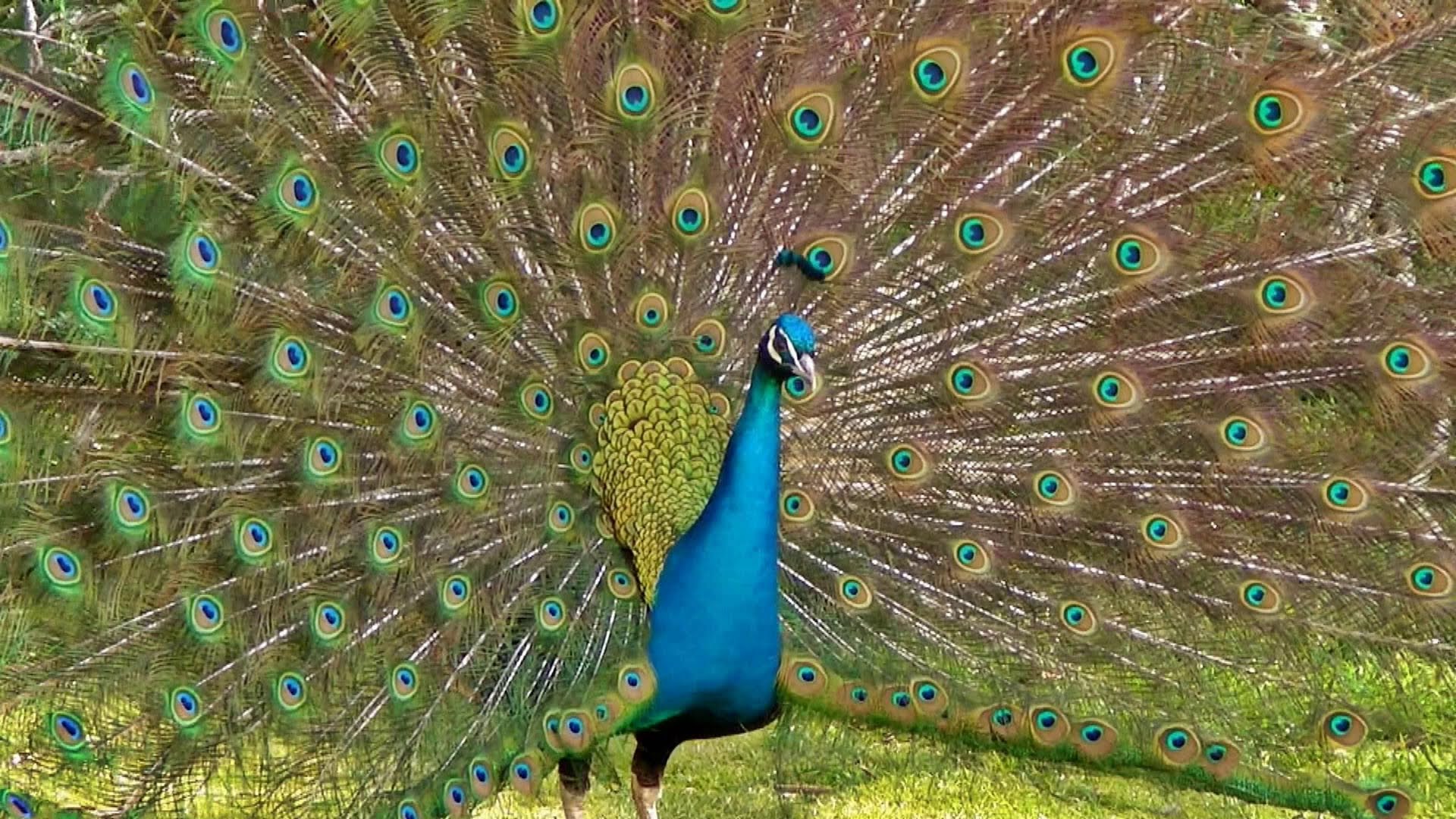 High Resolution Wallpaper | Peacock 1920x1080 px