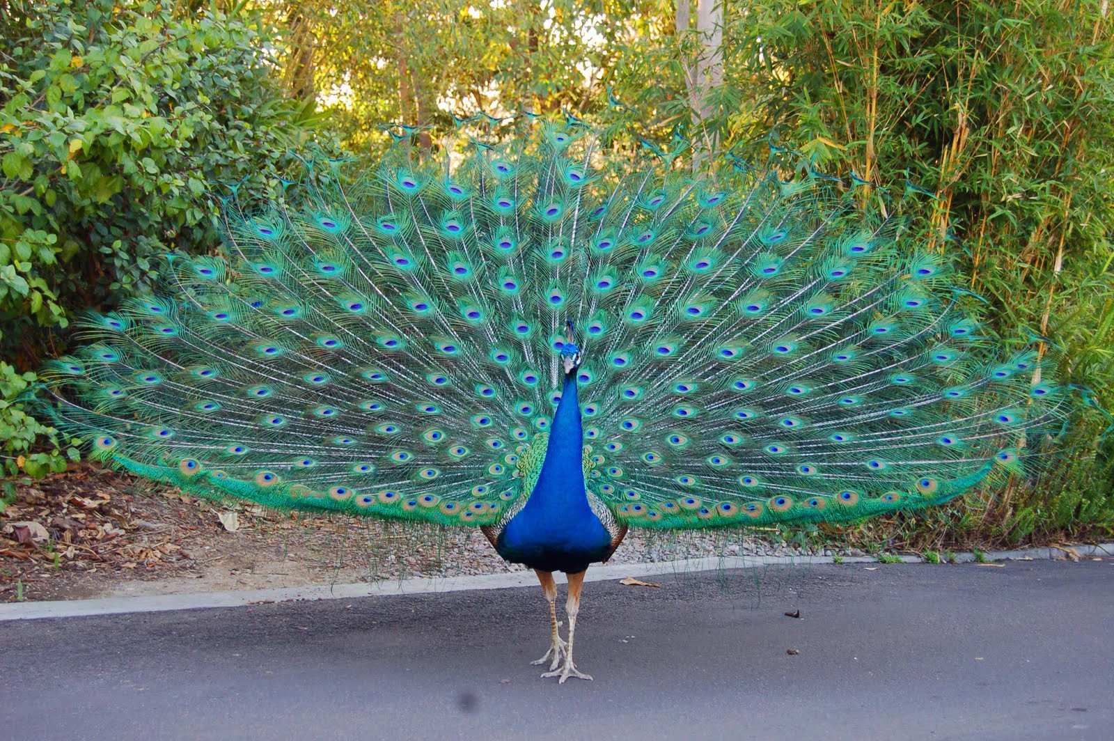HD Quality Wallpaper | Collection: Animal, 1600x1064 Peacock
