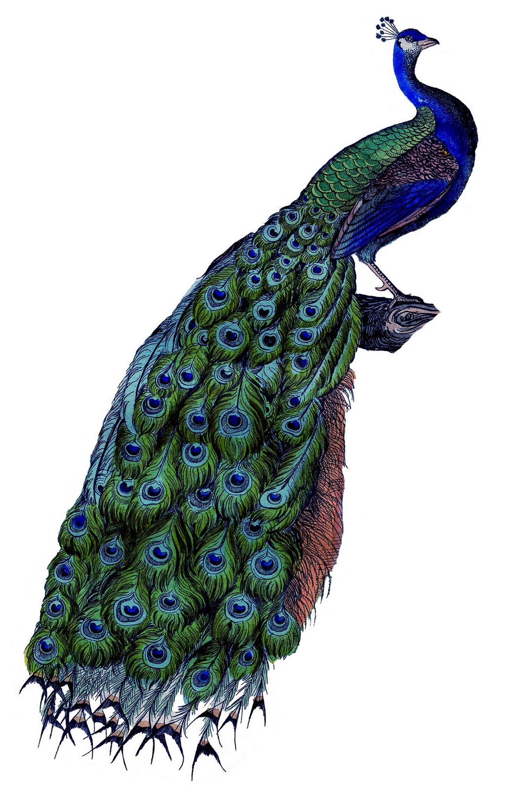 Peacock #5