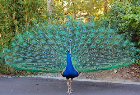 Amazing Peacock Pictures & Backgrounds