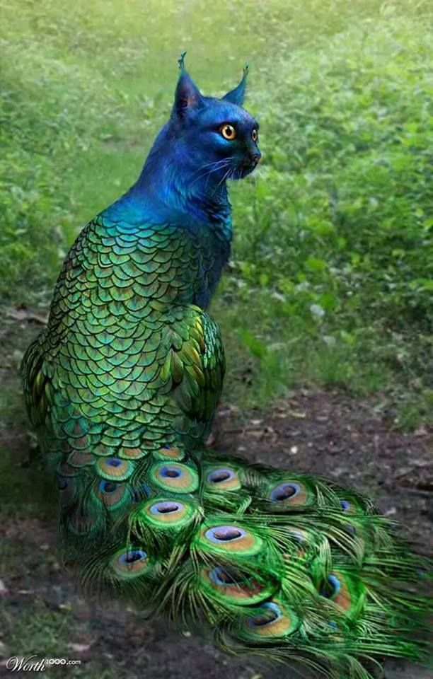 Peacock #18