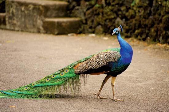 550x366 > Peacock Wallpapers