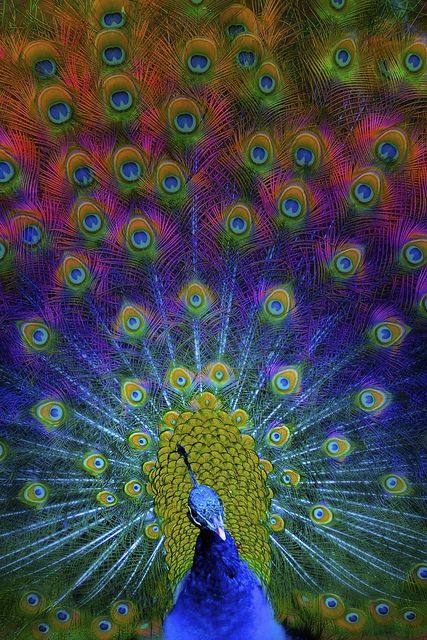 High Resolution Wallpaper | Peacock 427x640 px