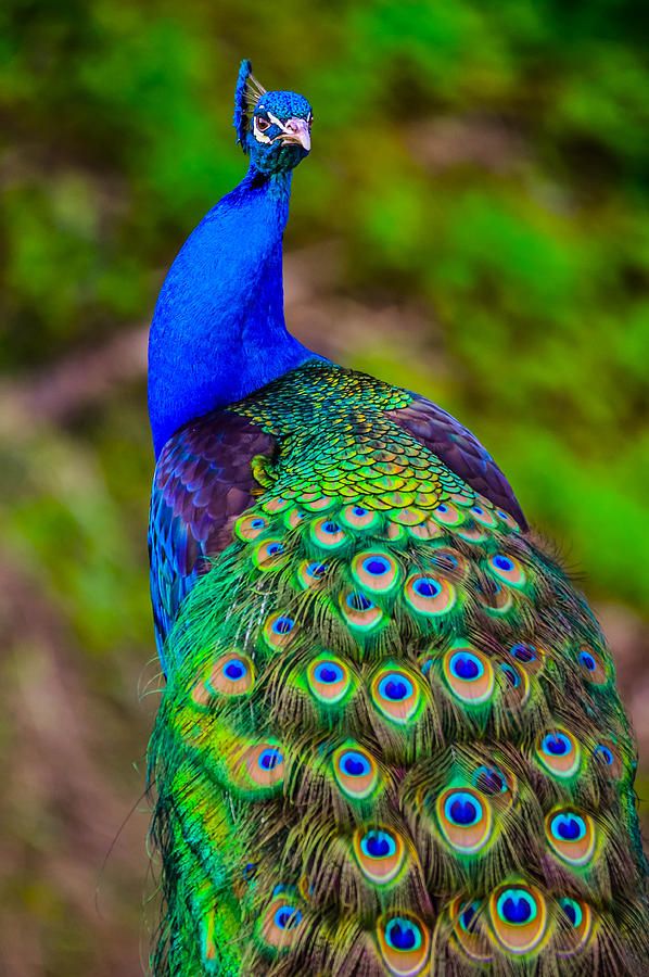 Peacock #13