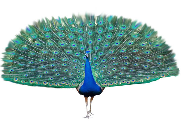 Peacock #21