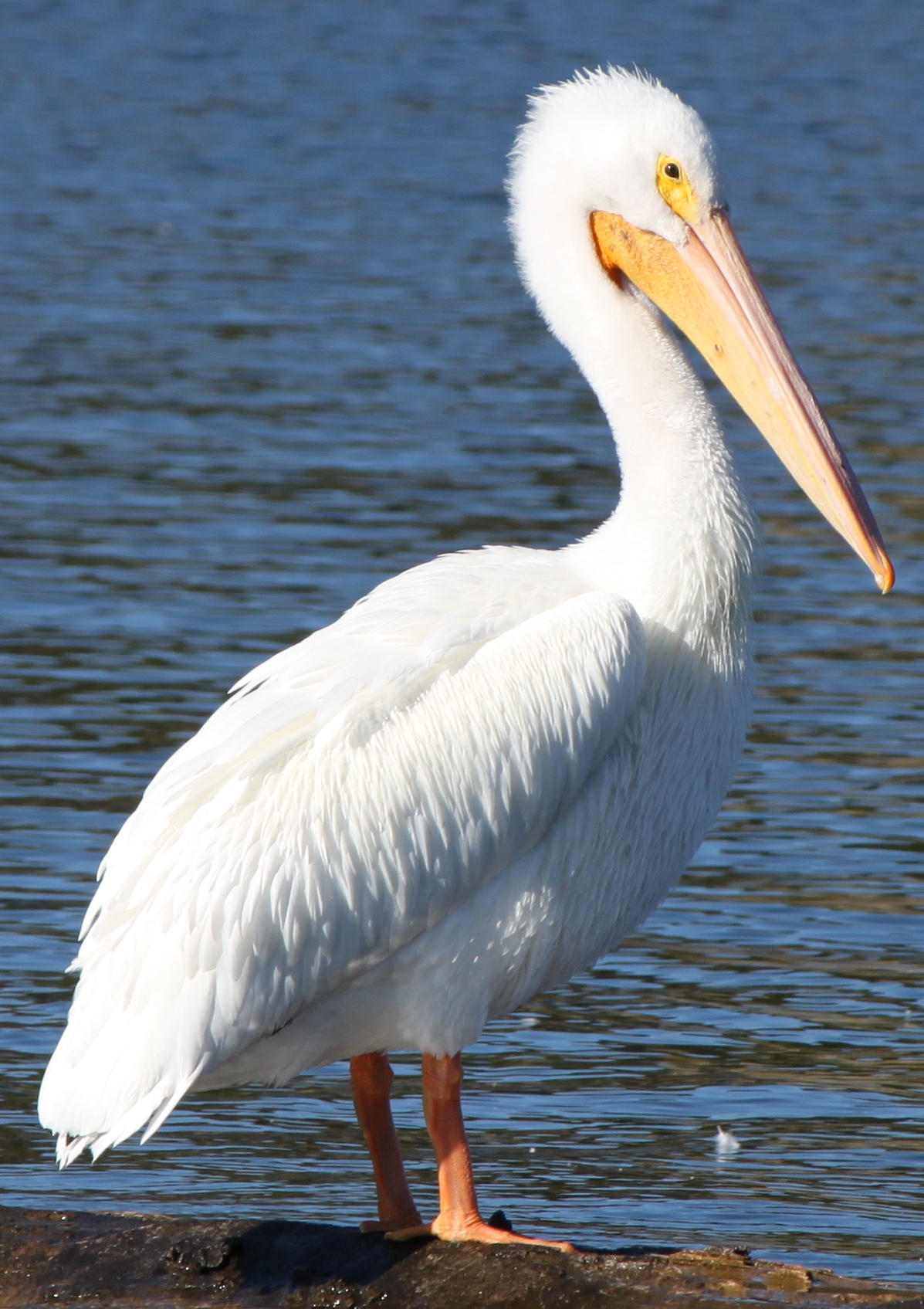 Pelican #9