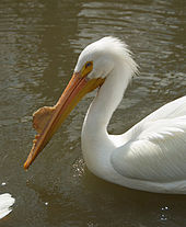 Amazing Pelican Pictures & Backgrounds
