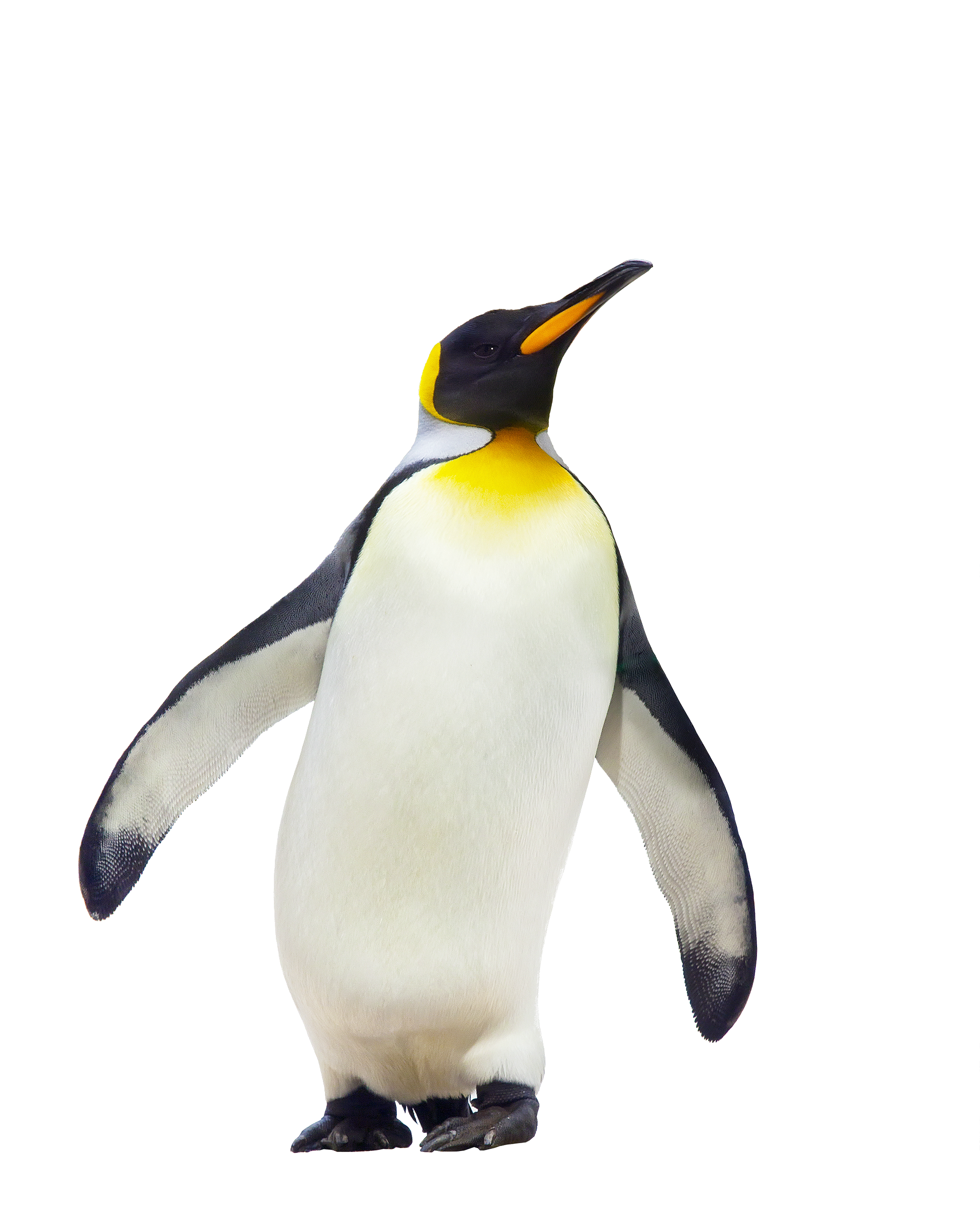 Penguin #9