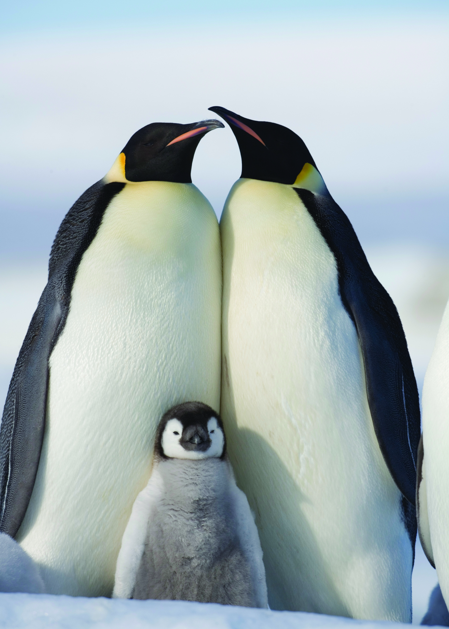 HD Quality Wallpaper | Collection: Animal, 1500x2100 Penguin