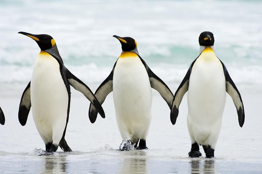 Penguin High Quality Background on Wallpapers Vista