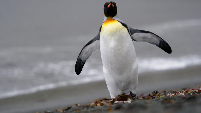 HD Quality Wallpaper | Collection: Animal, 800x450 Penguin