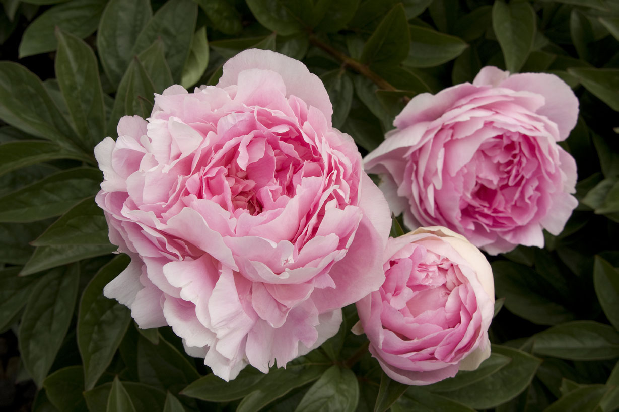 Nice Images Collection: Peony Desktop Wallpapers