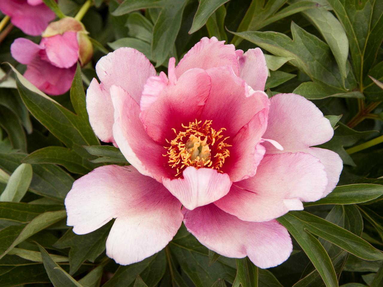 HQ Peony Wallpapers | File 138.49Kb