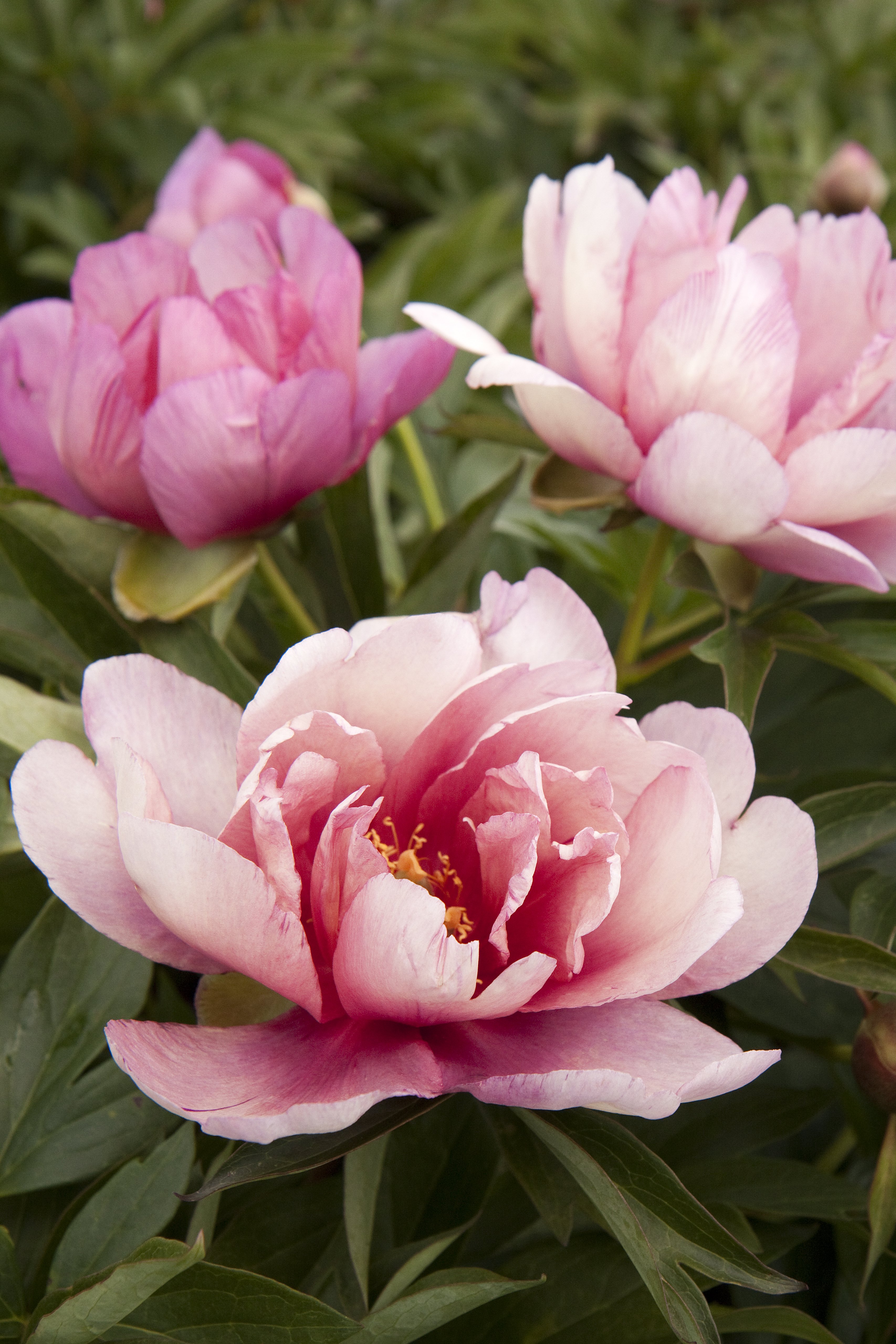 HD Quality Wallpaper | Collection: Earth, 3413x5120 Peony