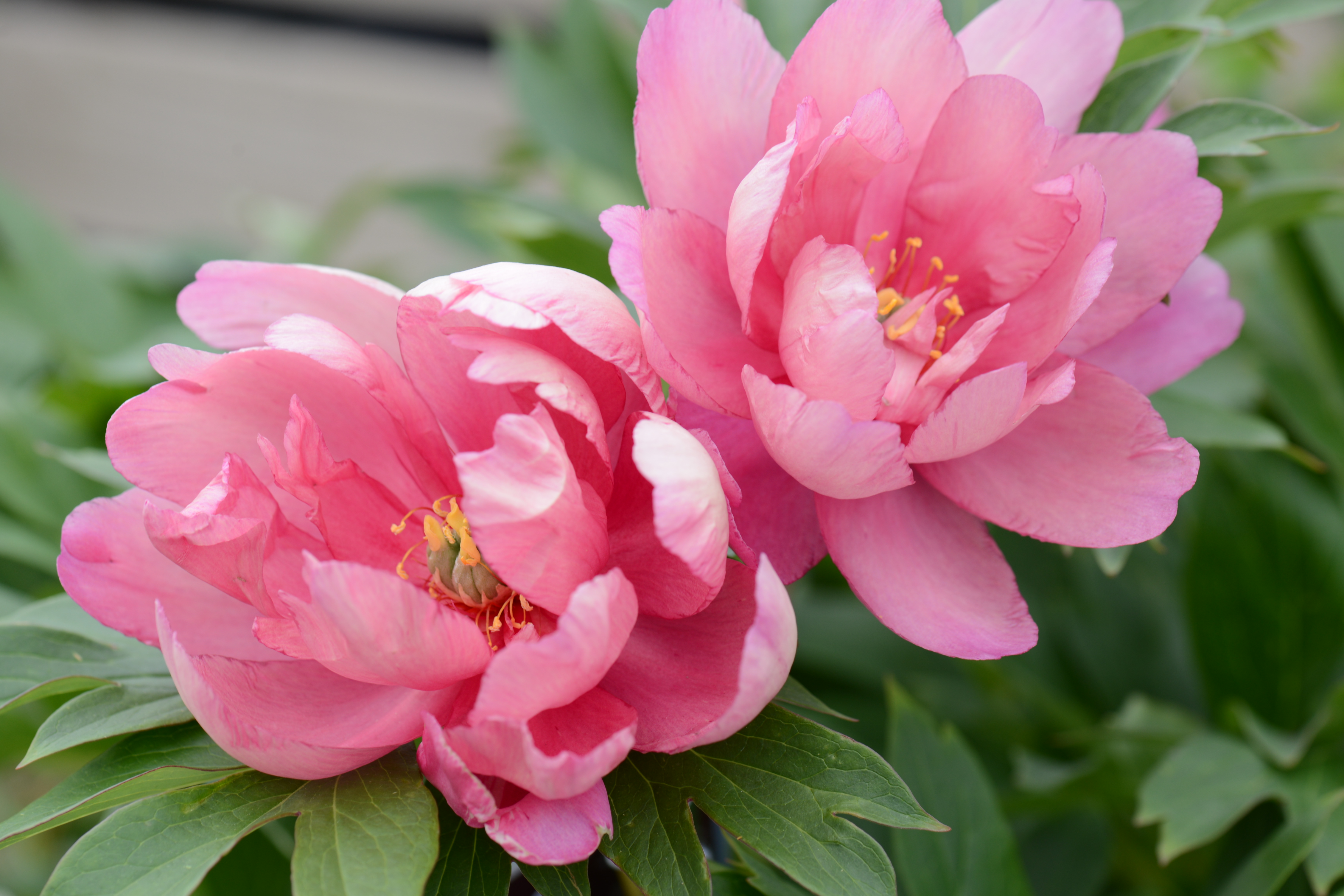 Peony Backgrounds, Compatible - PC, Mobile, Gadgets| 4512x3008 px
