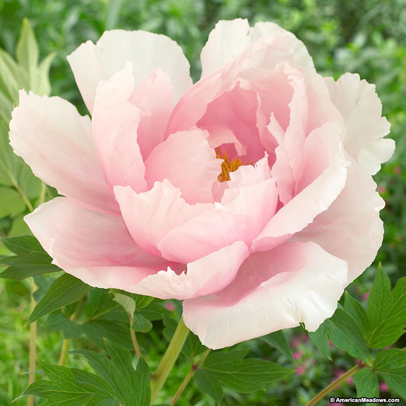 Peony Backgrounds, Compatible - PC, Mobile, Gadgets| 800x800 px