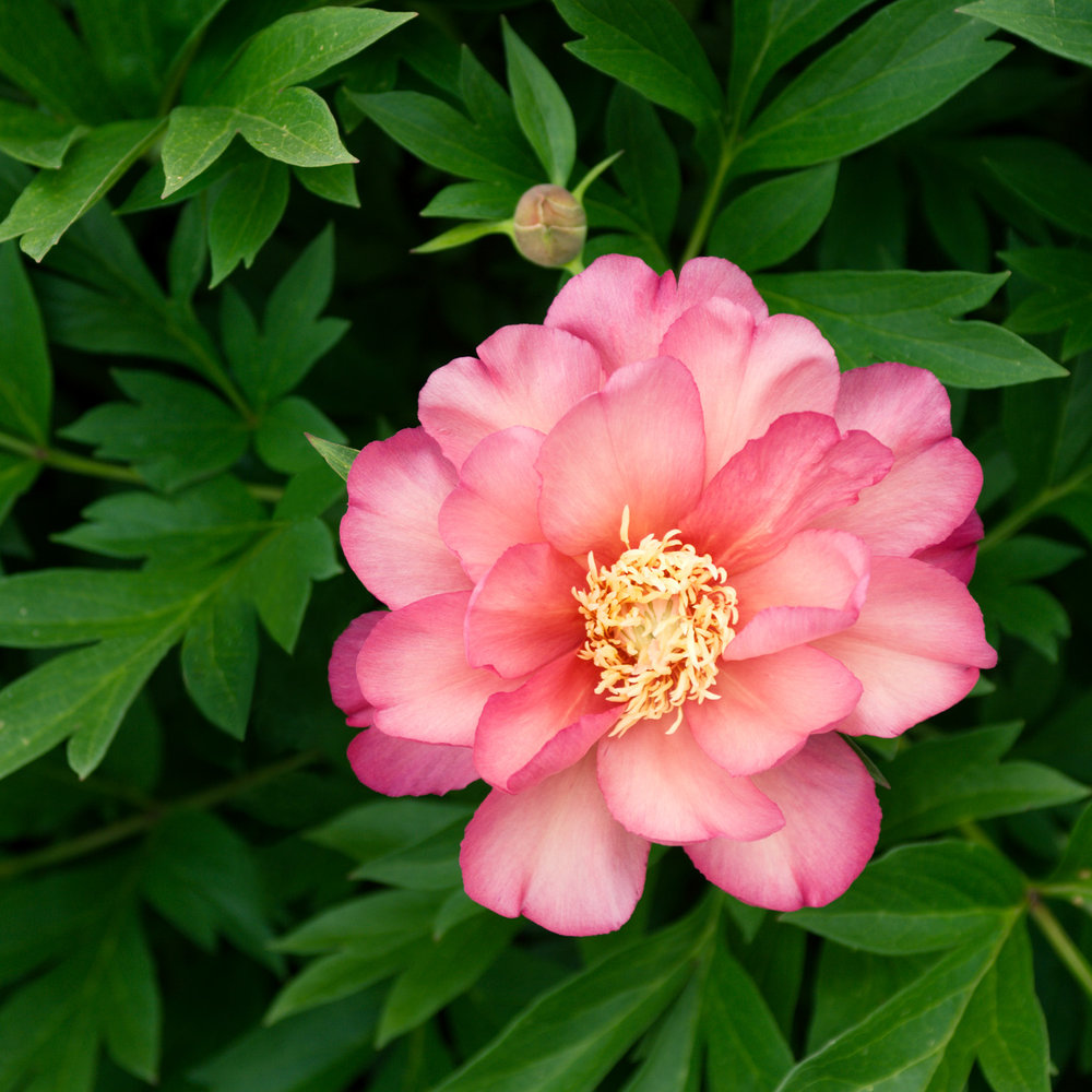 Peony Backgrounds on Wallpapers Vista