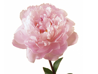 HQ Peony Wallpapers | File 167.59Kb