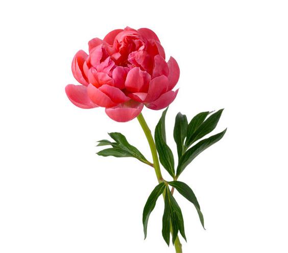 Peony Backgrounds, Compatible - PC, Mobile, Gadgets| 564x495 px