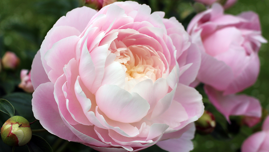 Images of Peony | 1100x622