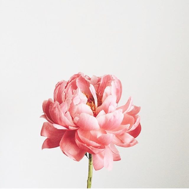 Images of Peony | 640x640