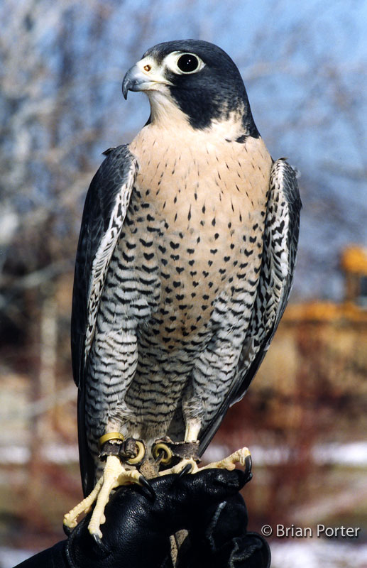 Peregrine Falcon Pics, Animal Collection