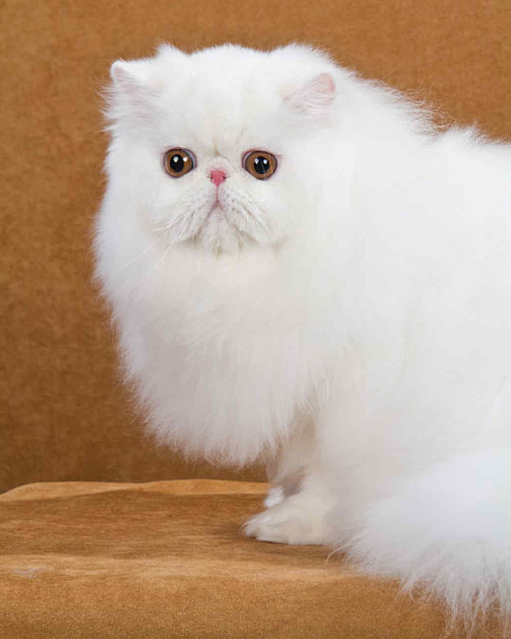 Persian Cat #26