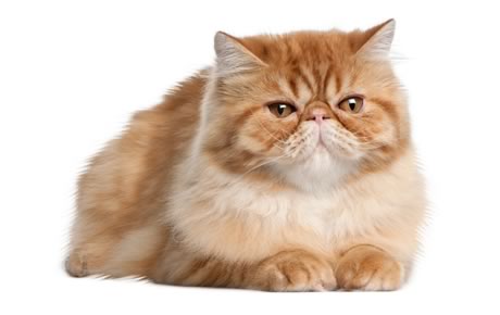 HD Quality Wallpaper | Collection: Animal, 460x290 Persian Cat