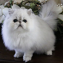 Persian Cat #14
