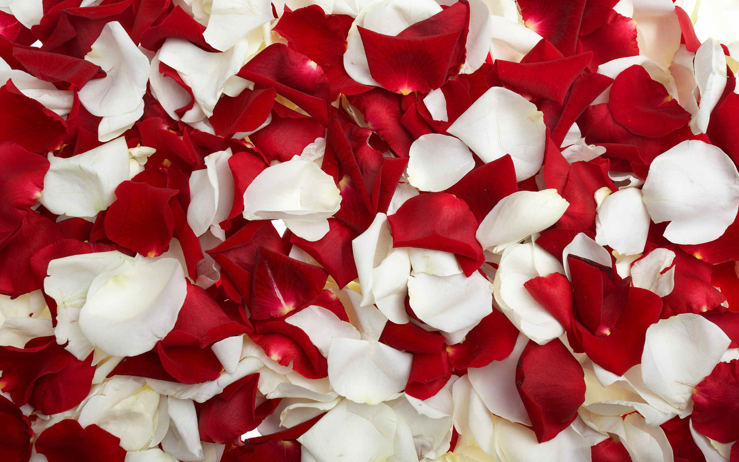 HD Quality Wallpaper | Collection: Abstract, 2560x1600 Petals